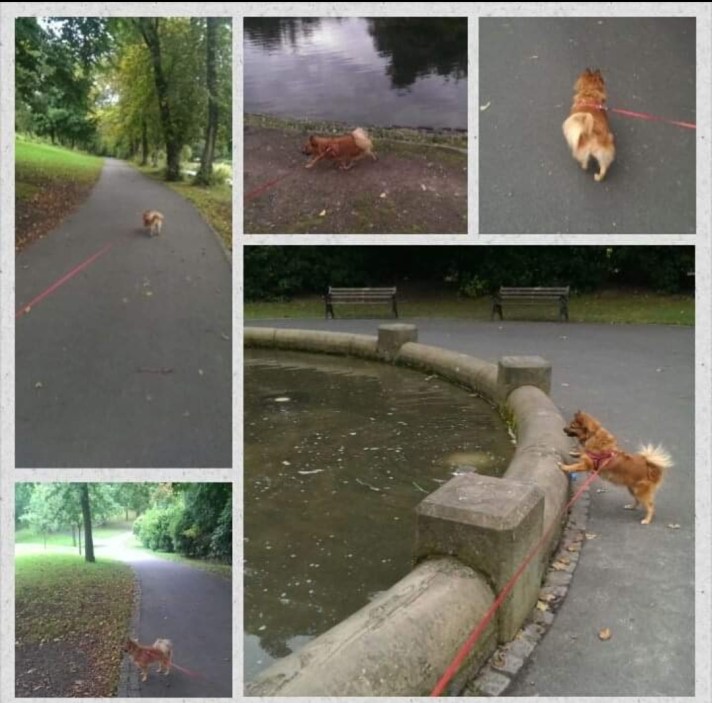 Screenshot_20190210-140043__01